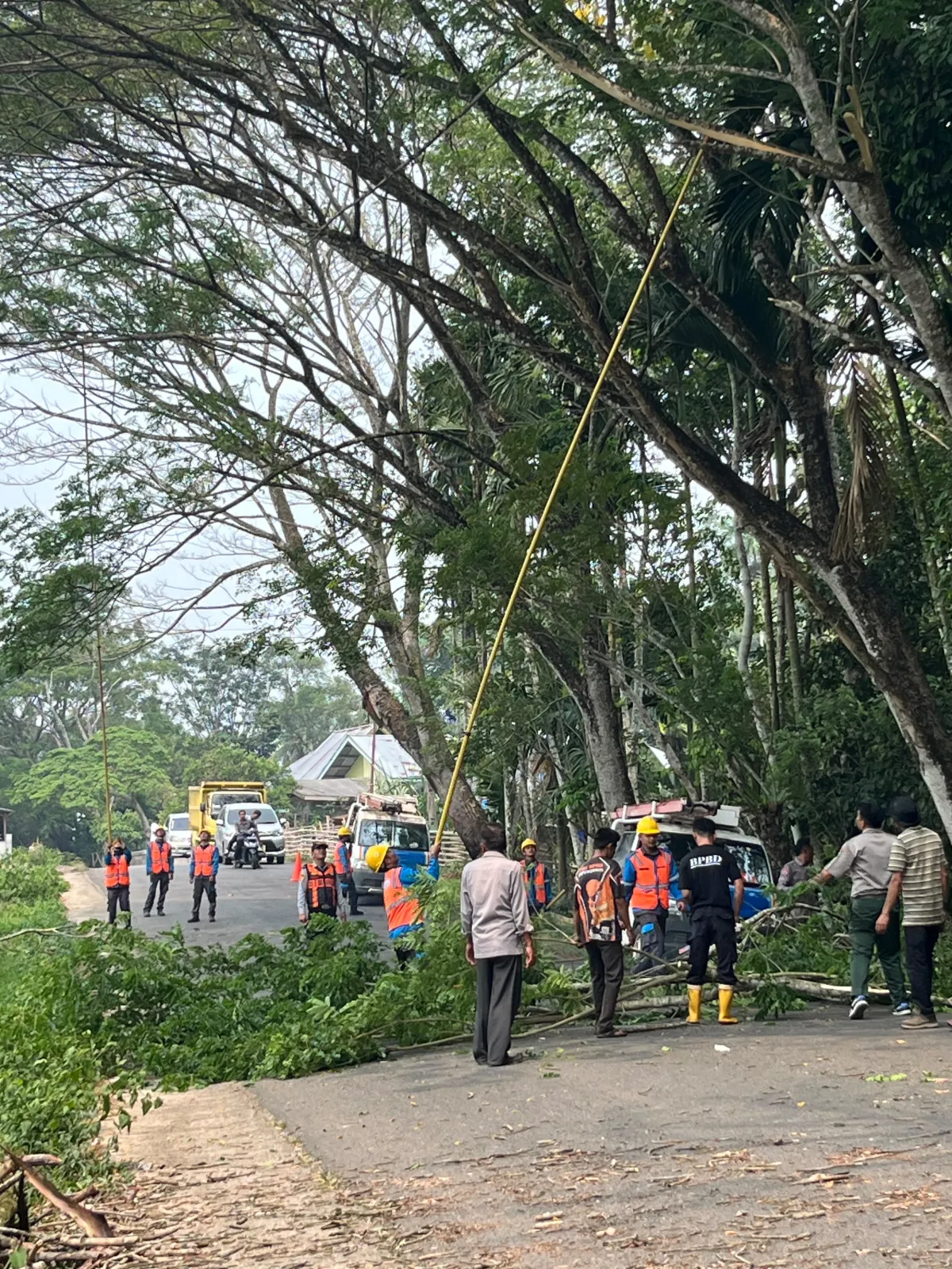 Cegah Bahaya di Jalan Raya, BPBD Kabupaten Sijunjung Mitigasi Pohon Rawan Tumbang di Jalan Adinegoro.